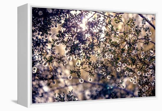 Sunlight Peeking Through Leaves and Flowers-null-Framed Stretched Canvas