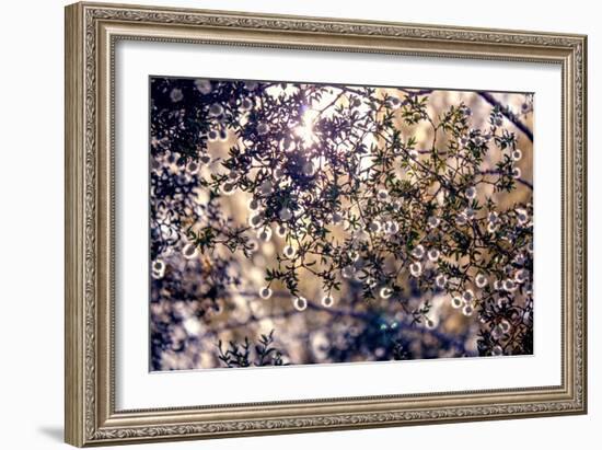 Sunlight Peeking Through Leaves and Flowers-null-Framed Photo