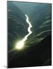 Sunlight reflects off the river, Salmon River, Idaho, USA-Charles Gurche-Mounted Photographic Print