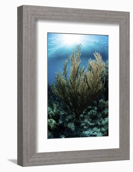 Sunlight Shines Down on a Gorgonian in the Caribbean Sea-Stocktrek Images-Framed Photographic Print