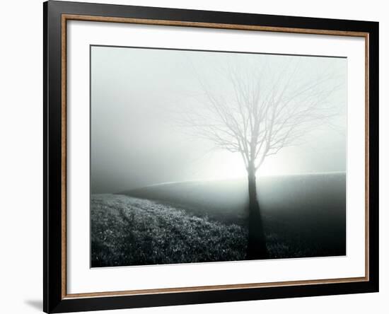 Sunlight Shining behind Lone Tree-Jan Lakey-Framed Photographic Print