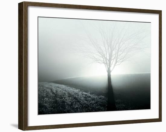 Sunlight Shining behind Lone Tree-Jan Lakey-Framed Photographic Print