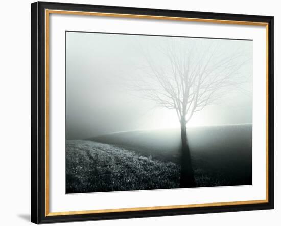 Sunlight Shining behind Lone Tree-Jan Lakey-Framed Photographic Print