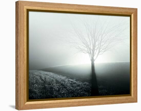 Sunlight Shining behind Lone Tree-Jan Lakey-Framed Premier Image Canvas