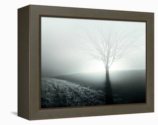 Sunlight Shining behind Lone Tree-Jan Lakey-Framed Premier Image Canvas