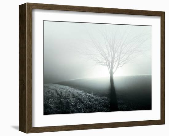 Sunlight Shining behind Lone Tree-Jan Lakey-Framed Photographic Print