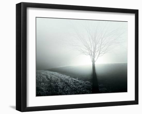 Sunlight Shining behind Lone Tree-Jan Lakey-Framed Photographic Print