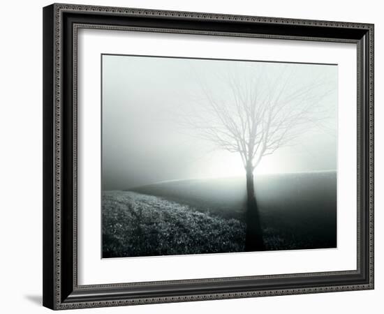 Sunlight Shining behind Lone Tree-Jan Lakey-Framed Photographic Print