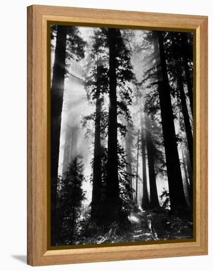 Sunlight Shining Through California Redwoods-Grey Villet-Framed Premier Image Canvas
