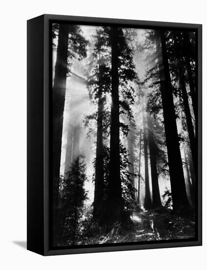 Sunlight Shining Through California Redwoods-Grey Villet-Framed Premier Image Canvas