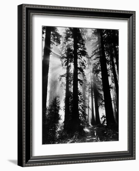 Sunlight Shining Through California Redwoods-Grey Villet-Framed Photographic Print