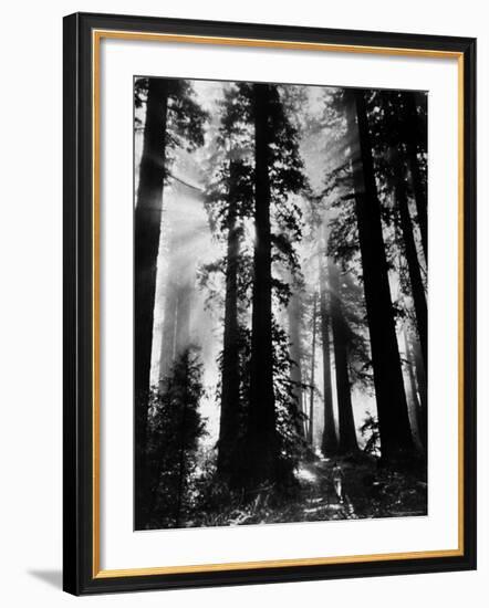 Sunlight Shining Through California Redwoods-Grey Villet-Framed Photographic Print