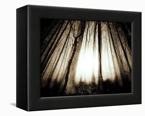 Sunlight Shining through Dense Forest-Jan Lakey-Framed Premier Image Canvas