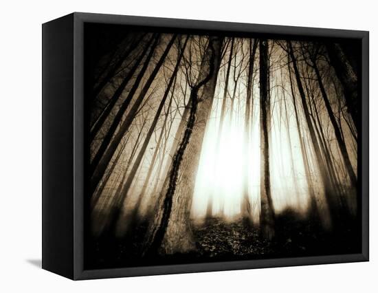 Sunlight Shining through Dense Forest-Jan Lakey-Framed Premier Image Canvas