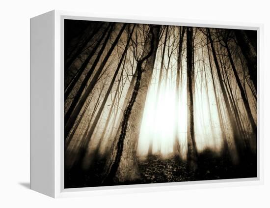 Sunlight Shining through Dense Forest-Jan Lakey-Framed Premier Image Canvas