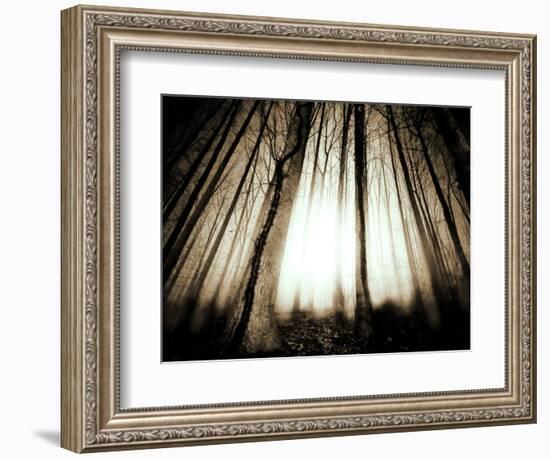 Sunlight Shining through Dense Forest-Jan Lakey-Framed Photographic Print