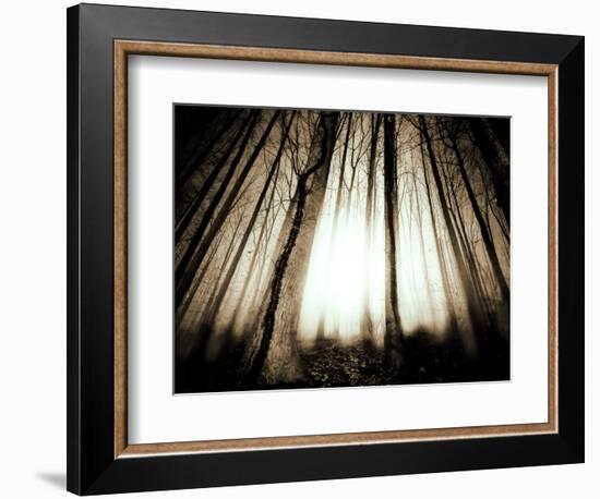 Sunlight Shining through Dense Forest-Jan Lakey-Framed Photographic Print