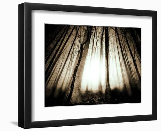 Sunlight Shining through Dense Forest-Jan Lakey-Framed Photographic Print