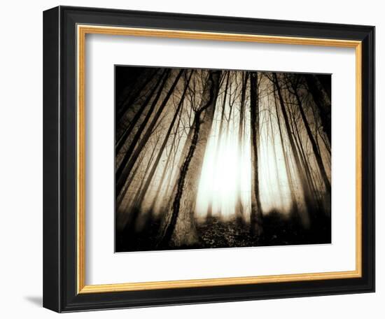 Sunlight Shining through Dense Forest-Jan Lakey-Framed Photographic Print