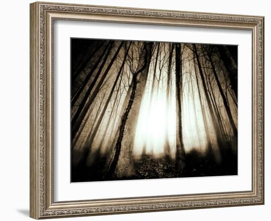Sunlight Shining through Dense Forest-Jan Lakey-Framed Photographic Print