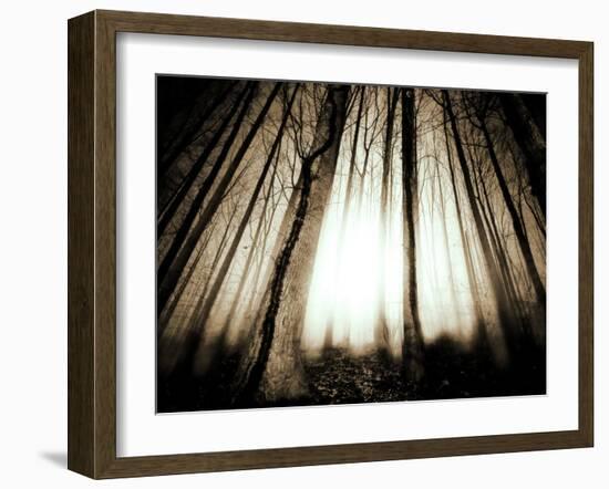 Sunlight Shining through Dense Forest-Jan Lakey-Framed Photographic Print