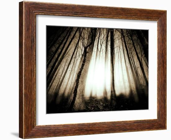 Sunlight Shining through Dense Forest-Jan Lakey-Framed Photographic Print