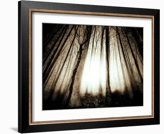 Sunlight Shining through Dense Forest-Jan Lakey-Framed Photographic Print