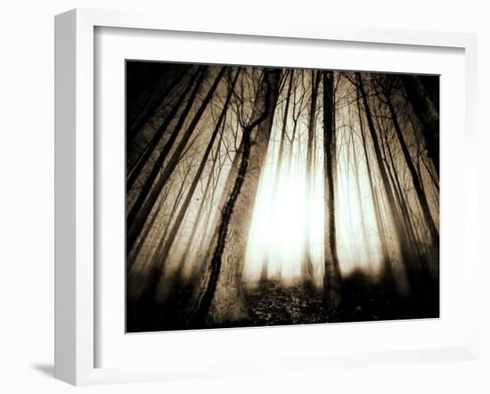 Sunlight Shining through Dense Forest-Jan Lakey-Framed Photographic Print