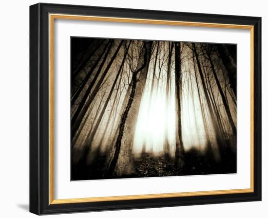 Sunlight Shining through Dense Forest-Jan Lakey-Framed Photographic Print