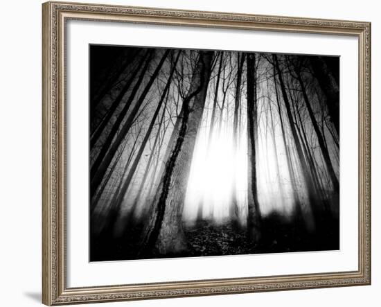 Sunlight Shining through Dense Forest-Jan Lakey-Framed Photographic Print