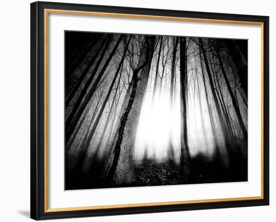 Sunlight Shining through Dense Forest-Jan Lakey-Framed Photographic Print