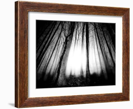 Sunlight Shining through Dense Forest-Jan Lakey-Framed Photographic Print