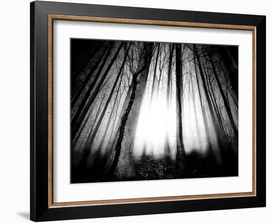 Sunlight Shining through Dense Forest-Jan Lakey-Framed Photographic Print