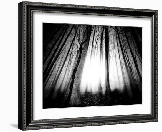 Sunlight Shining through Dense Forest-Jan Lakey-Framed Photographic Print