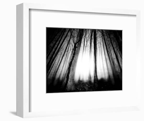 Sunlight Shining through Dense Forest-Jan Lakey-Framed Photographic Print