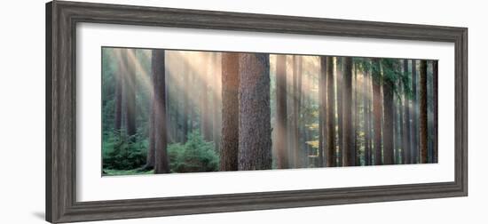 Sunlight Shining Through Trees in a Forest, South Bohemia, Czech Republic-null-Framed Photographic Print