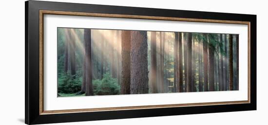 Sunlight Shining Through Trees in a Forest, South Bohemia, Czech Republic-null-Framed Photographic Print