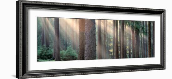 Sunlight Shining Through Trees in a Forest, South Bohemia, Czech Republic-null-Framed Photographic Print