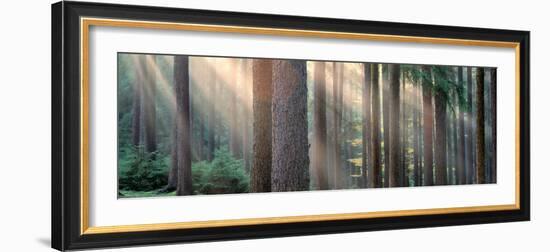 Sunlight Shining Through Trees in a Forest, South Bohemia, Czech Republic-null-Framed Photographic Print