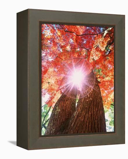 Sunlight shining through trees-null-Framed Premier Image Canvas