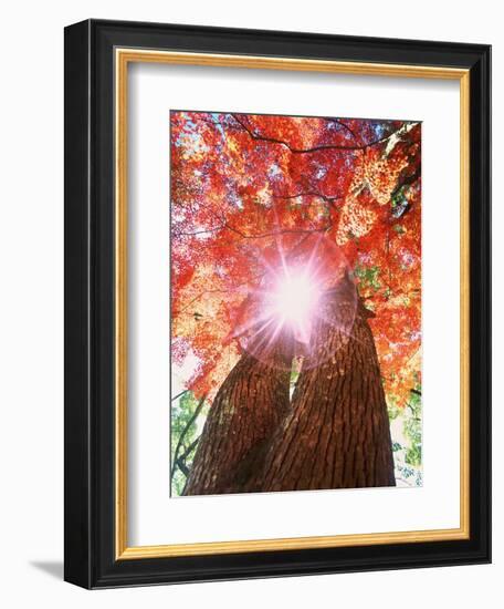 Sunlight shining through trees-null-Framed Photographic Print