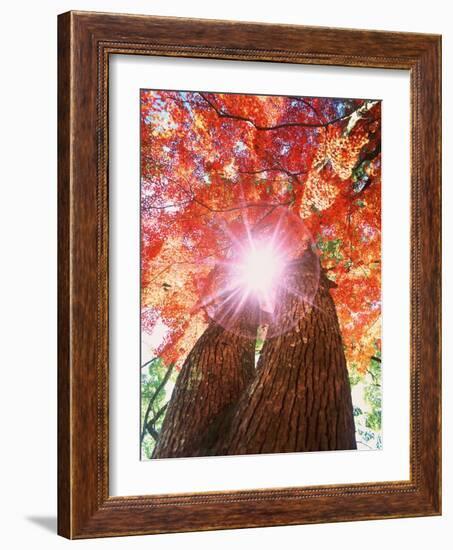 Sunlight shining through trees-null-Framed Photographic Print