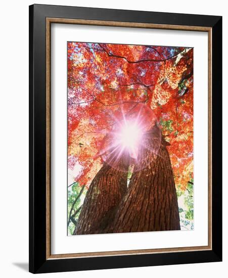 Sunlight shining through trees-null-Framed Photographic Print