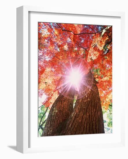 Sunlight shining through trees-null-Framed Photographic Print