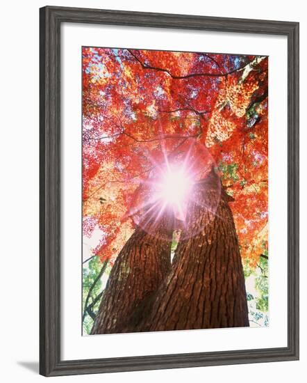 Sunlight shining through trees-null-Framed Photographic Print