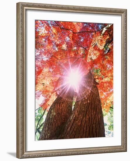 Sunlight shining through trees-null-Framed Photographic Print