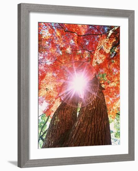 Sunlight shining through trees-null-Framed Photographic Print