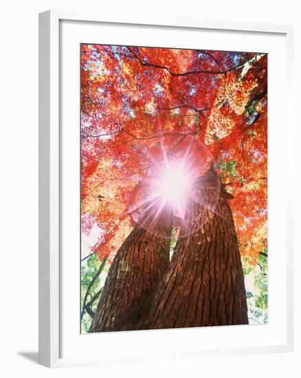 Sunlight shining through trees-null-Framed Photographic Print