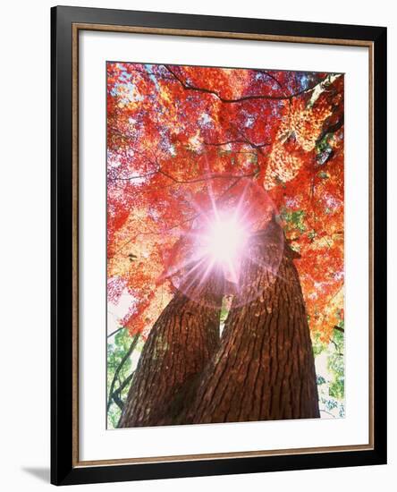 Sunlight shining through trees-null-Framed Photographic Print