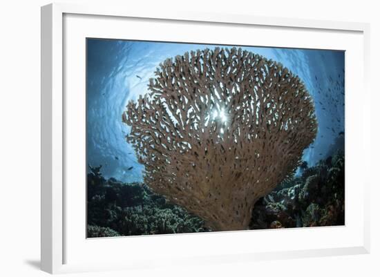 Sunlight Sparkles Through a Table Coral in Indonesia-Stocktrek Images-Framed Photographic Print